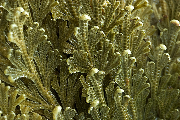 Day 06 - Rose of Jericho