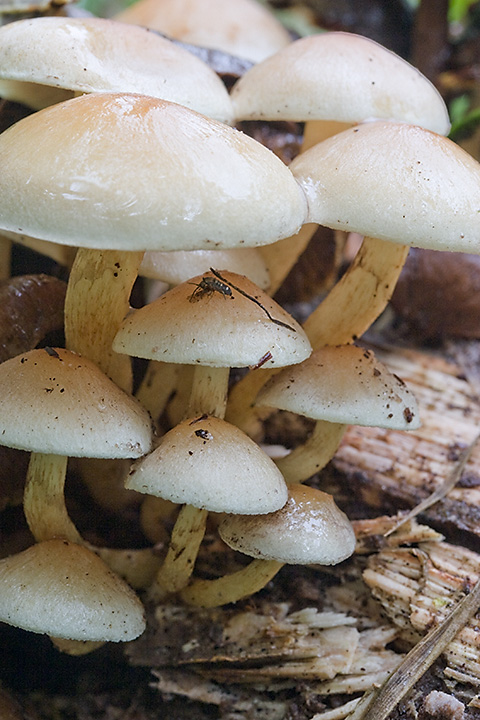 Mushrooms