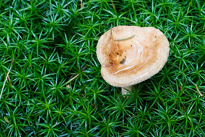 Another mushroom