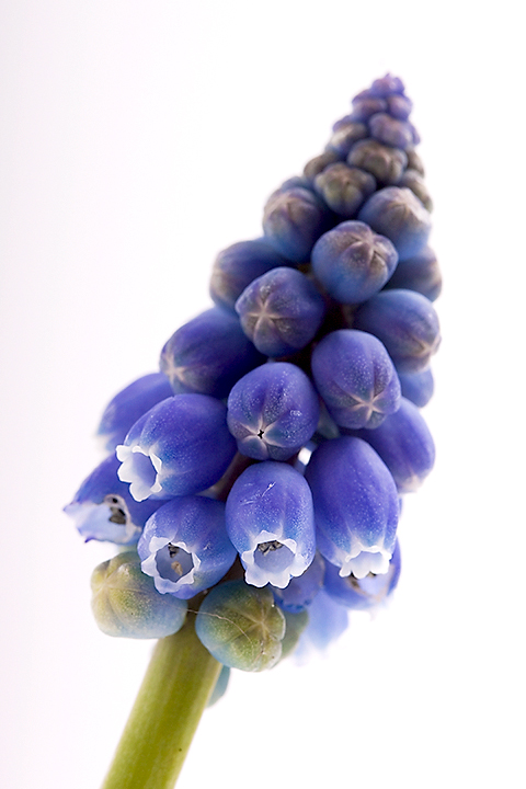April 03 - Muscari botryoides