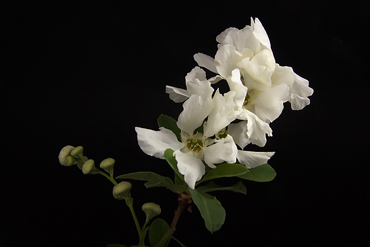 April 20 - White flower