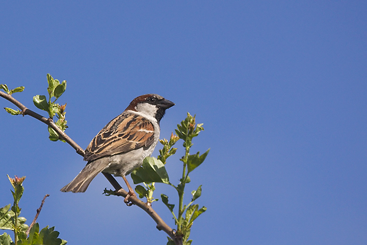 April 22 - Sparrow