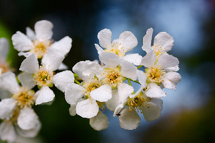 May 02 - Bird Cherry