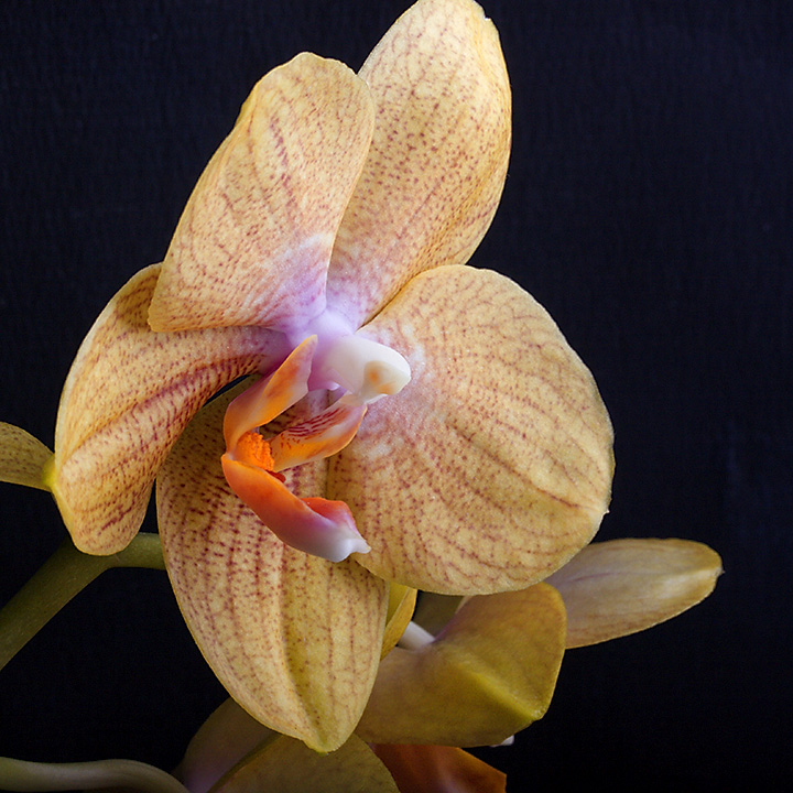 May 03 - Orchid