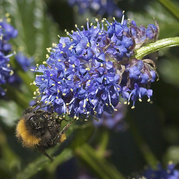 May 12 - Bee and blue