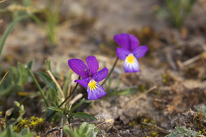 May 19 - Viola curtisii