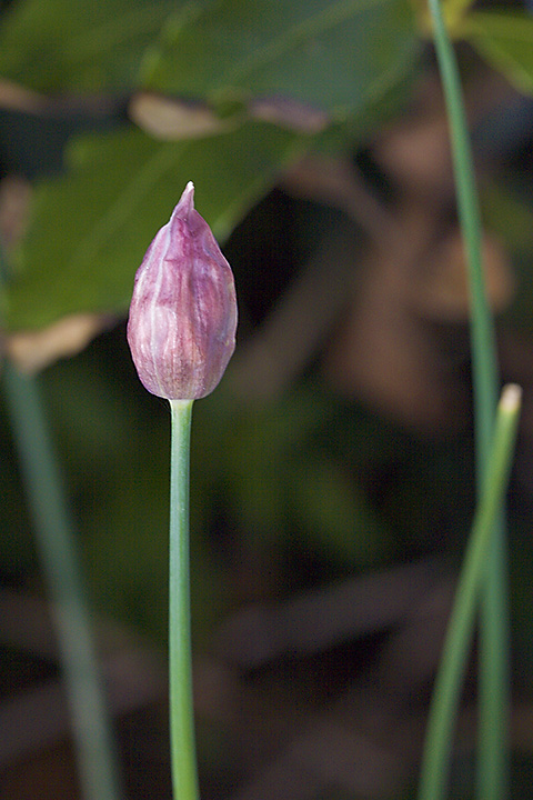 May 21 - Chives