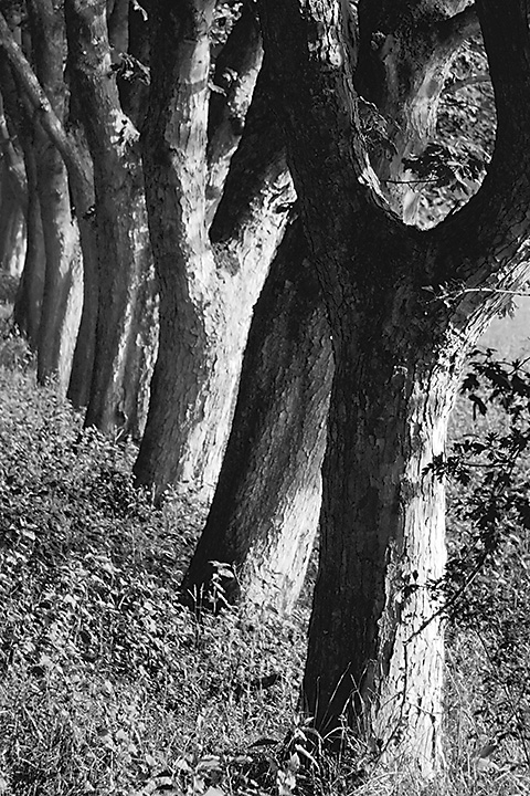 Trees in B&W