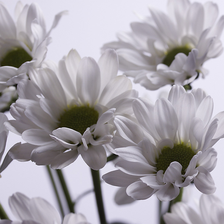 May 25 - White on white