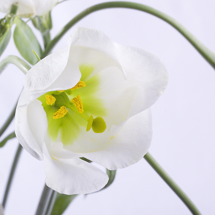 Flowers II outtake