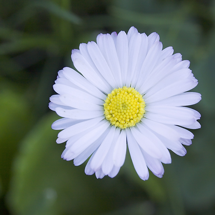 Aug 07 - Flower in the grass