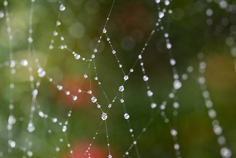 Aug 28 - Raindrops