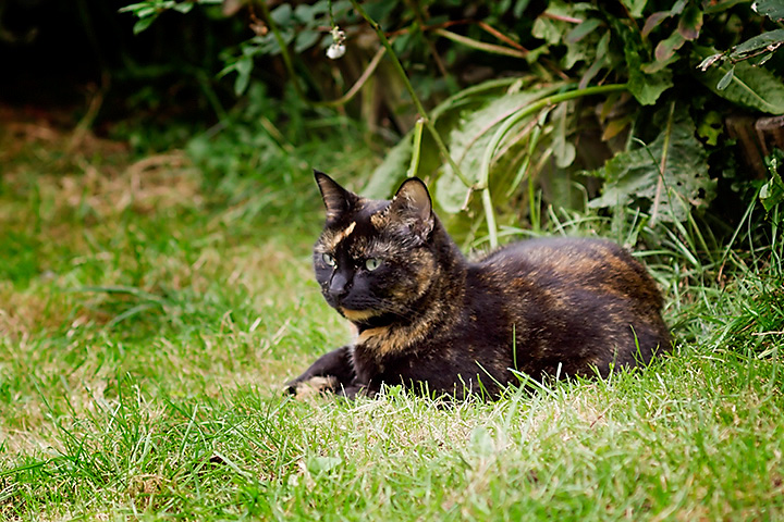 Sep 19 - The cat