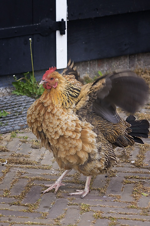 Sep 23 - Chicken