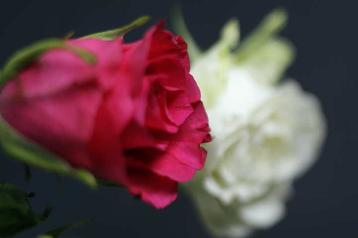 Sep 29 - Roses