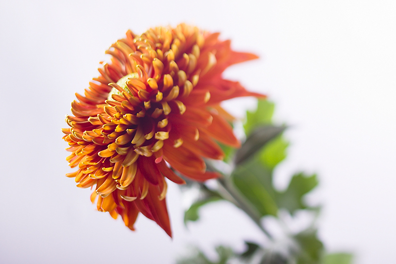 Nov 09 - Chrysanthemum