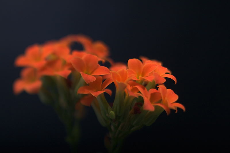 Nov 18 - Flower