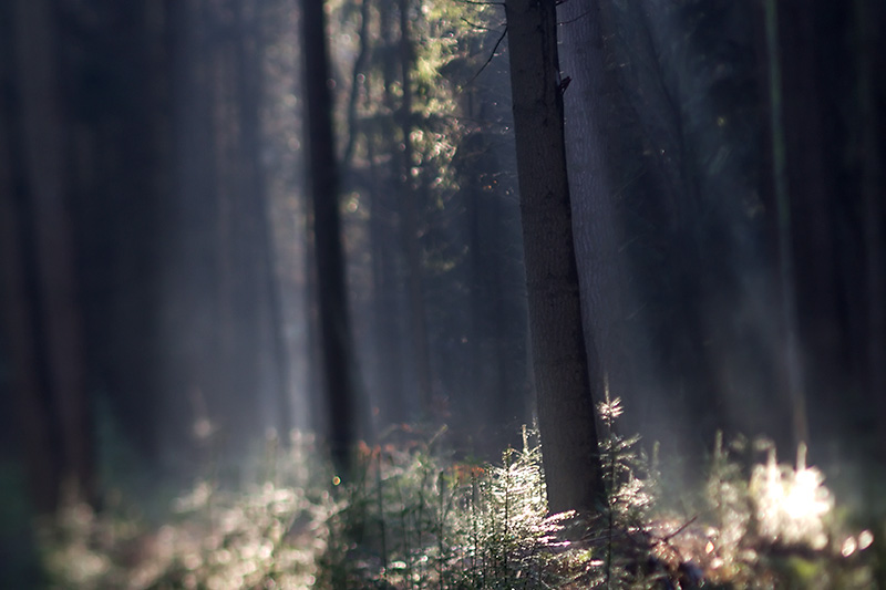 Nov 21 - In the forest
