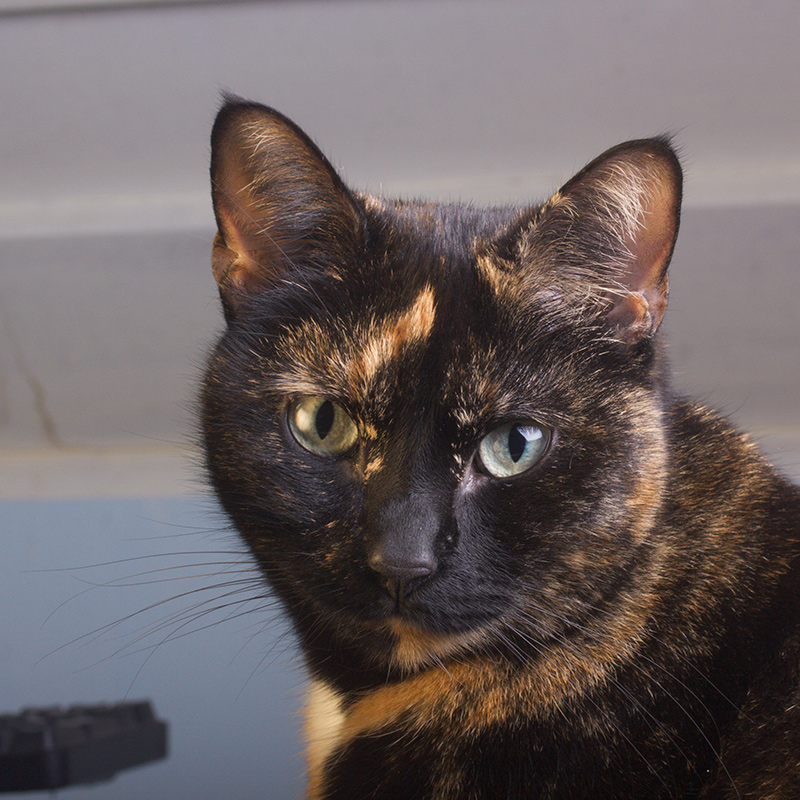 Dec 19 - Portrait of a cat