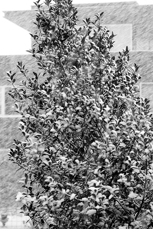 Jan 06 - It's snowing!