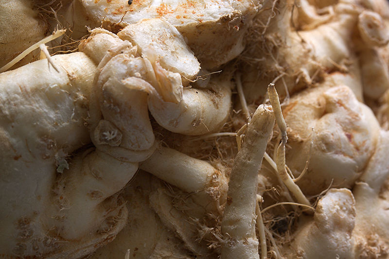 Jan 09 - Celeriac