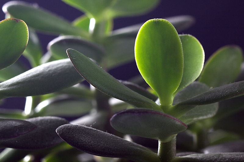 Jan 12 - Dusty plant
