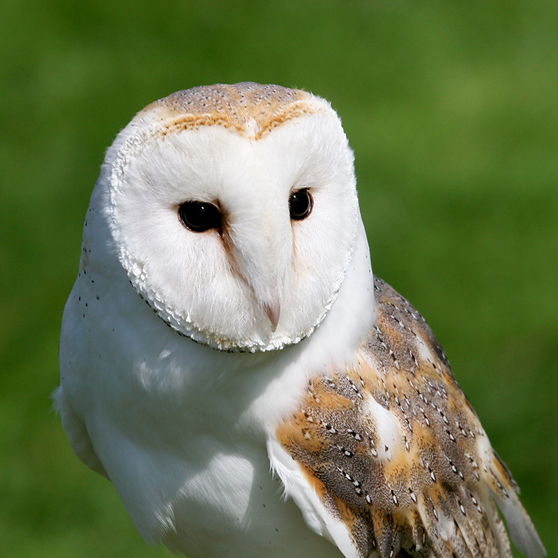 Barn owl
