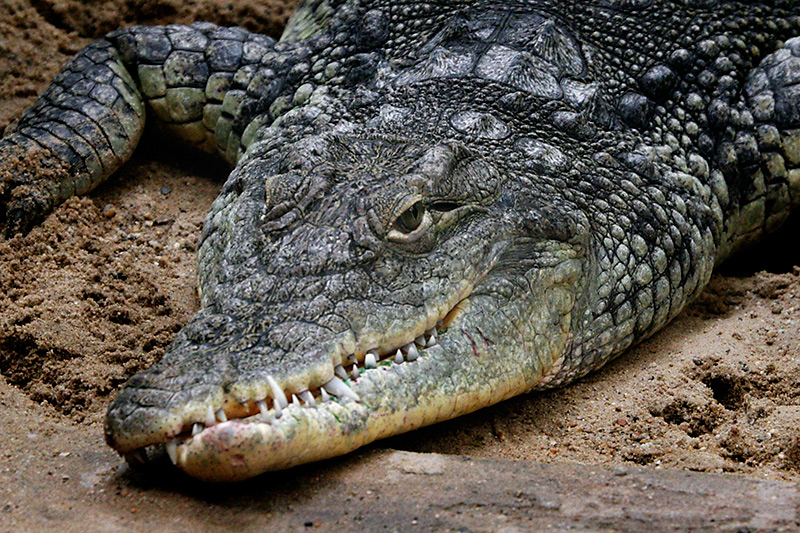 Crocodile