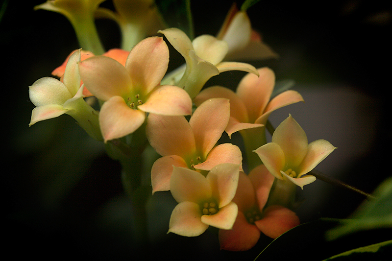 Feb 23 - Flowers