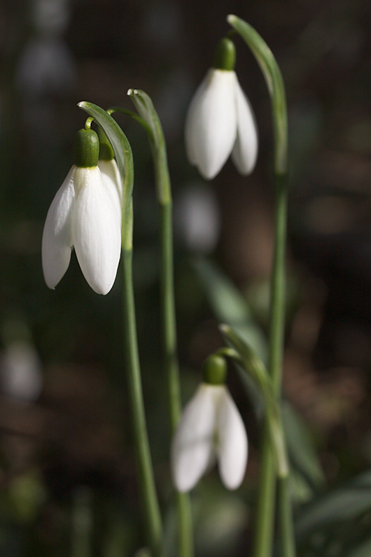 Mar 03 - Spring is coming