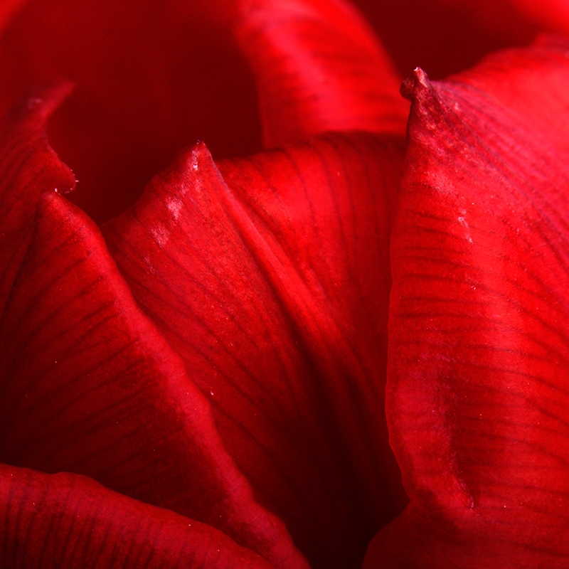 Apr 09 - Red