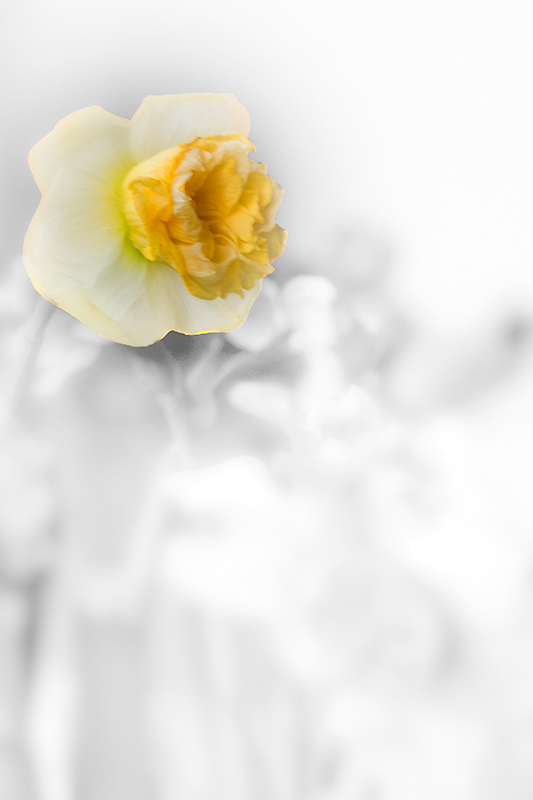 Apr 13 Old narcissus