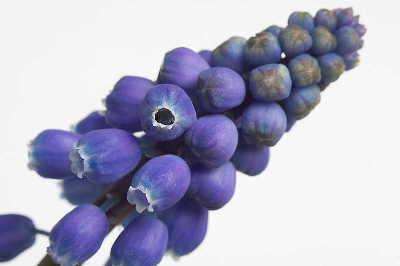 Apr 15 - Muscari botryoides