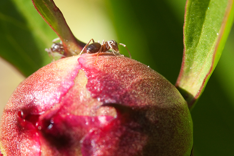 Jun 02 - Ant