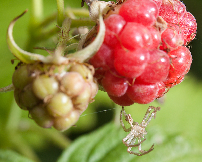 Jun 13 - Raspberries with spider