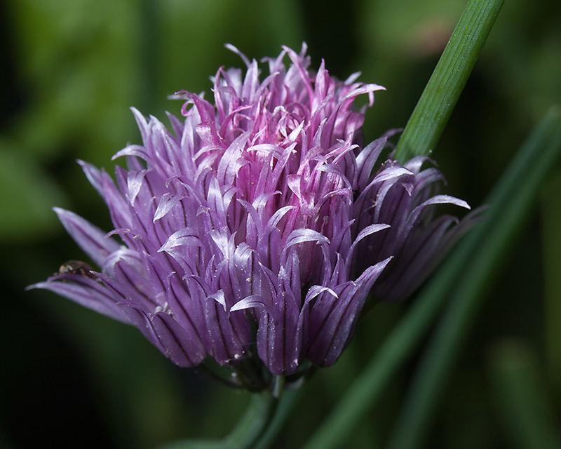 Jun 19 - Chives
