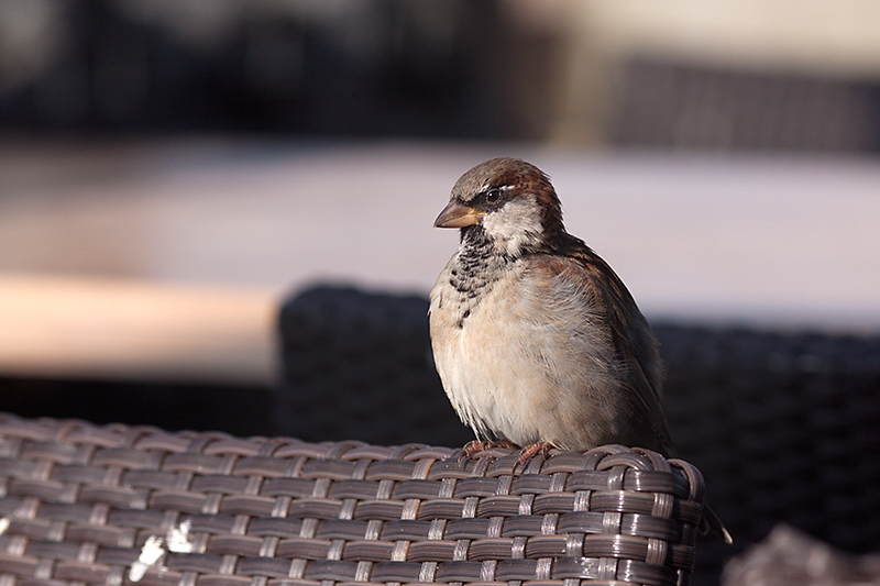 Oct 05 - Sparrow