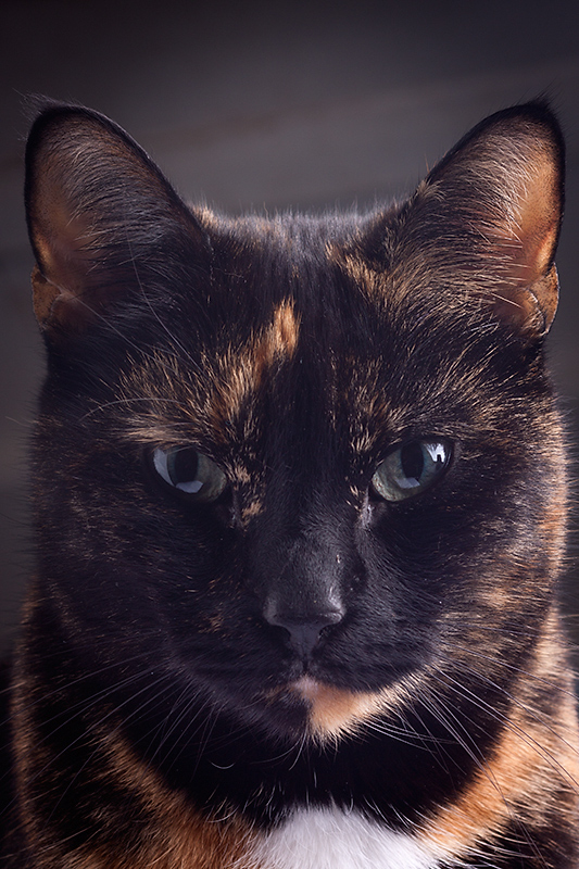 Oct 19 - Pet portrait