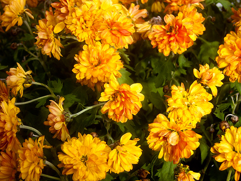 Nov 03 - Flower