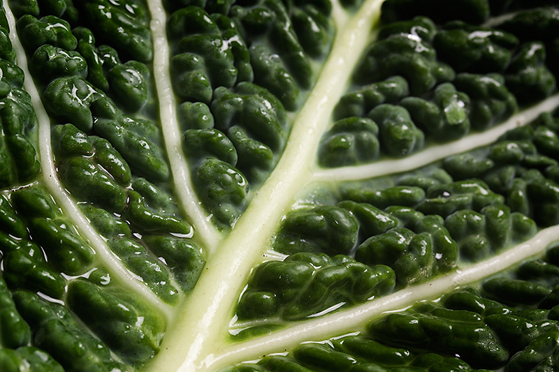 Food 03 - Green cabbage