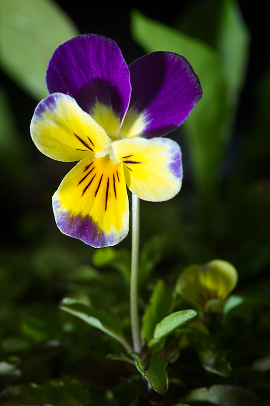 Sep 01 - Violet
