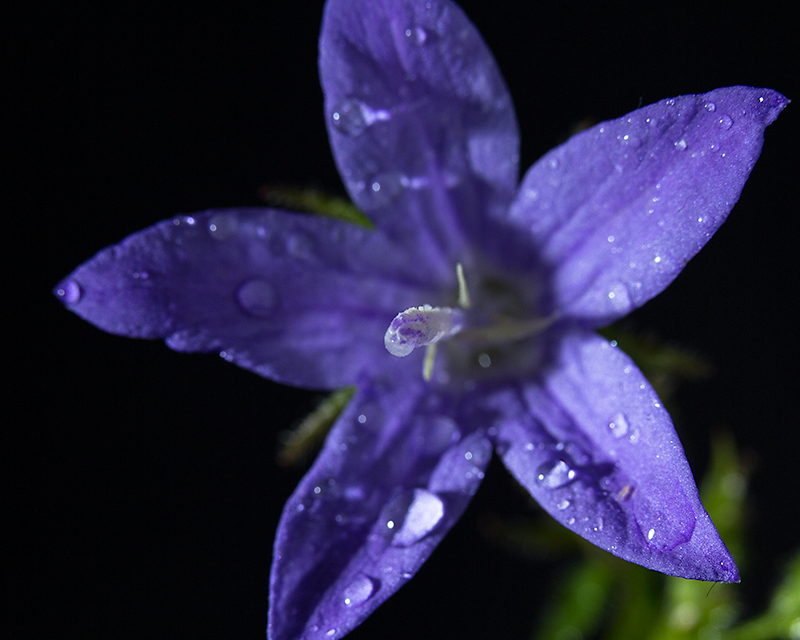 Sep 04 - Purple