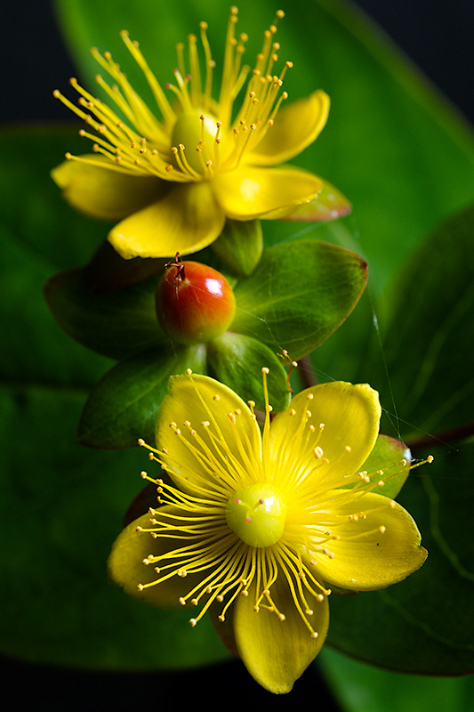 Sep 05 - Yellow