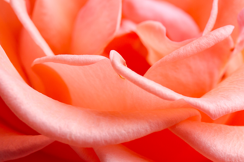 Sep 06 - Rose