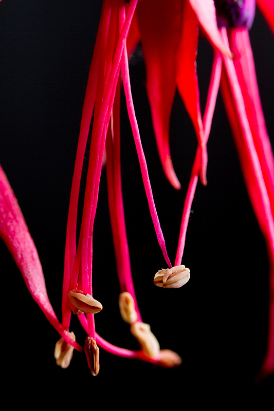 Sep 07 - Fuchsia