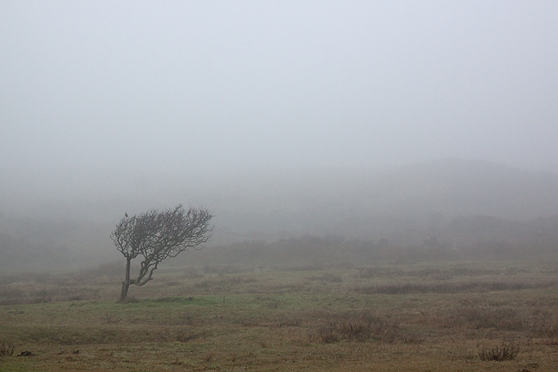 Lonely tree