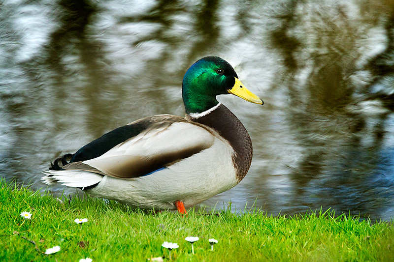 Mallard