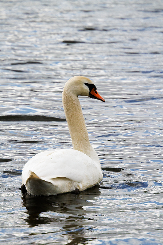 Mute swan