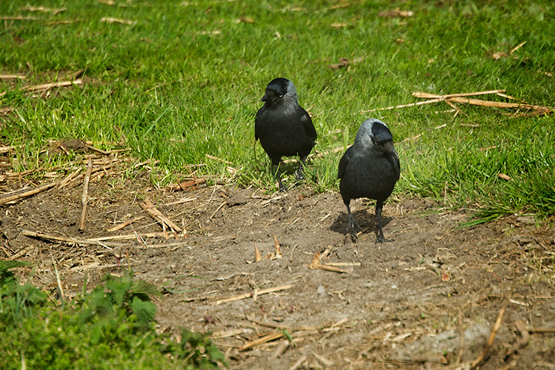 Jackdaw