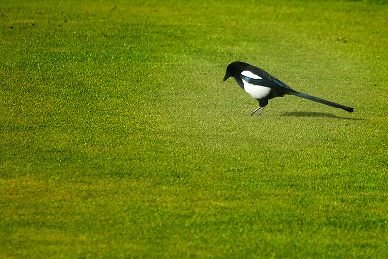 Magpie